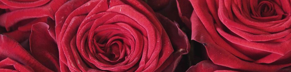 Hochzeitstage - rote Rosen